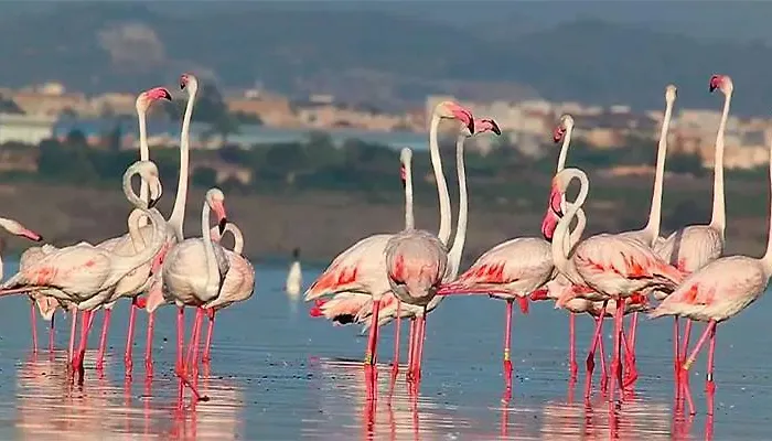 Torrevieja Apartment Apartment